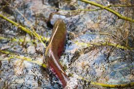 Fish passages do not always work. Spawning Coho Oncorhynchus Kisutch Salmon Swimming Upstream Photograph By Cavan Images