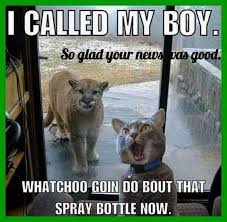 27 Funny Animal Memes To Make You Laugh Till You Drop 11 Funny Animal Memes Funny Animal Quotes Cute Funny Animals
