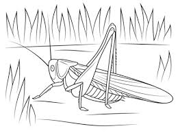 Cricket Coloring Page Free Printable Coloring Pages Coloring Pages Free Printable Coloring Pages Free Printable Coloring