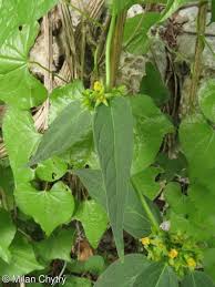 Image result for Vincetoxicum