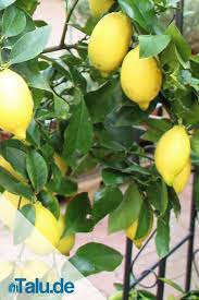 Garten Zitronenbaum Pflege Anleitung Und Fehler Vermeiden Talu De In 2020 Zitronen Baum Zitronenbaum Zitruspflanzen