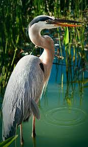 Birresimkaydet Saveanimage Barissenduran Resim Kaydet Save Image Picture Beautiful Nice Guzel Harika Wonderful Guzel Kuslar Balikcil Kus Resimleri