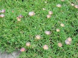 Image result for Delosperma spp.