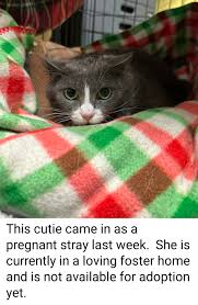 UPDATE: CHOWDER came home!***Our cat who answers to Chowder slipped out the  back door while we were grilling last night. It wasnt until this a.m. we  saw he tried to get back