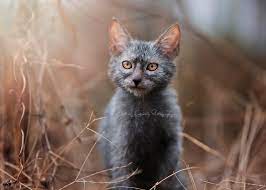 Lykoi Cats The Original Lykoi Breeder Werewolf Cat Lykoi Cat Battersea Dogs