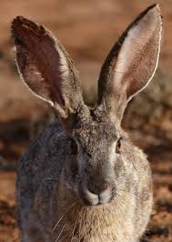 You can even save the adorable phone calls to your camera roll! Hare Wikipedia