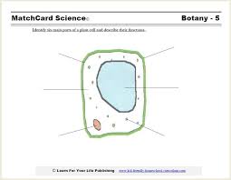 Maybe you would like to learn more about one of these? Plant Cell Diagram
