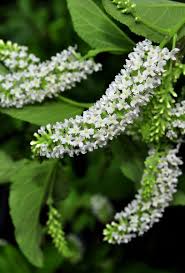 Buddleja Paniculata Butterfly Bush Rachavadi In Thai Butterfly Plants White Flowers Butterfly Bush