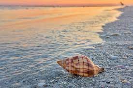 One thing that sanibel island is known for (besides its beaches, of course!) is shelling. Sanibel Island Shelling World S Best Shelling Beaches