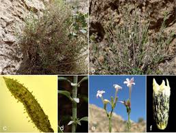 Image result for Pauridiantha dewevrei