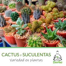 Las plantas suculentas son conocidas por almacenar agua en sus hojas, tallos o raíces en cantidades mucho mayores que el resto de las plantas. Durbachile Chiledurba Twitter