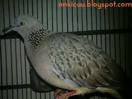 Sekarang ini, burung derkuku menjadi burung peliharaan yang banyak digemari oleh berbagai burung derkuku memiliki suara yang cukup unik, yakni merdu dan selalu kugeruk. Cara Merawat Derkuku Kelantan Agar Rajin Bunyi On Kicau