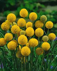 Drumstick Flower Fedco Seeds