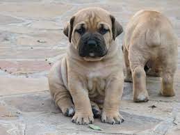 Pin By Jo Kilian On Boerboel Mastiff Puppies Mastiffs Boerboel
