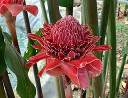 Daunnya sudah biasa dipakai untuk berbagai macam obat tradisional di masyarakat sejak zaman dulu. Bunga Kecombrang Si Merah Cantik Yang Kaya Manfaat