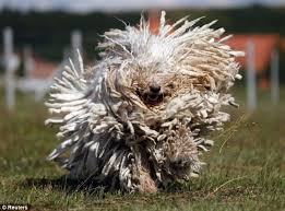 The Dogs That Look Like Mops Komondors Komondor Dog Guard Dogs Komondor