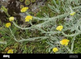 Image result for Helichrysum helvolum