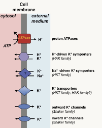 Only plant cells have a cell membrane, mitochondria, and cytoplasm. Molecular Biology Of K Transport Across The Plant Cell Membrane What Do We Learn From Arabidopsis And Rice Model Plants