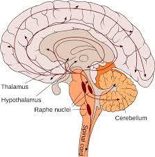 George paxinos the spinal vestibular nucleus (spve) overlaps the rostral pole of the external cuneate and subsequently replaces it. What Brain Structures Are Required For Consciousness By Georgeann Sack Awake Alive Mind Medium