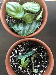 To get started on propagating peperomia argyreia, you need to; Watermelon Peperomia Propagation When Is The Right Time To Separate Pups From Mother Leaf Cuttings Propagation
