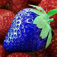 Maybe you would like to learn more about one of these? Please Friend Don T Buy Strawberry Seeds On Ebay Strawberry Plants Org