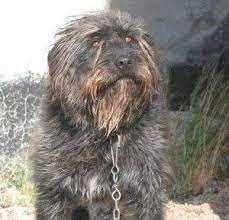 Check spelling or type a new query. Al World Dog Show Di Milano Per La Prima Volta Il Pastore Fonnese Alghero Eco