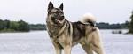 Norwegian Elkhound Dog Breed Information