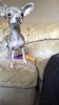 Blue Chihuahua Puppies For Sale - Short & Long Haired ...