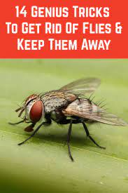 14 Genius Tricks To Get Rid Of Flies Keep Them Away In 2020 Get Rid Of Flies Keep Flies Away Fly Repellant