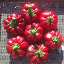 Image result for Pepper Red 2007 Transit