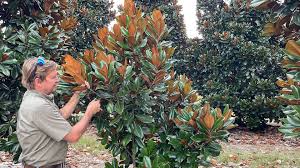 Image result for Magnolia