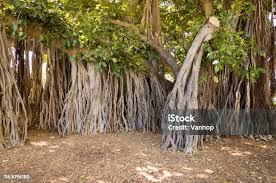 Image result for Ficus chirindensis