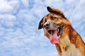 If your tongue is a pinkish color it is in good shape. White And Brown Dog Dogs Face Tongue Roof Background Hd Wallpaper Wallpaperbetter