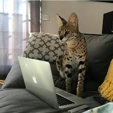 Serval Kedisi Yavru Fiyatlari Icin Bize Ulasin Instagram Servalkedisi Serval Bengal Instagram