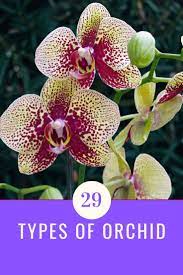 29 Types Of Orchid Aven Gardening Types Of Orchids Orchids Orchid Flower Arrangements