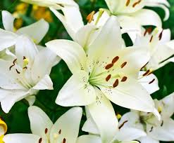 Check spelling or type a new query. Bunga Bunga Ini Digunakan Sebagai Simbol Duka Cita Merahputih