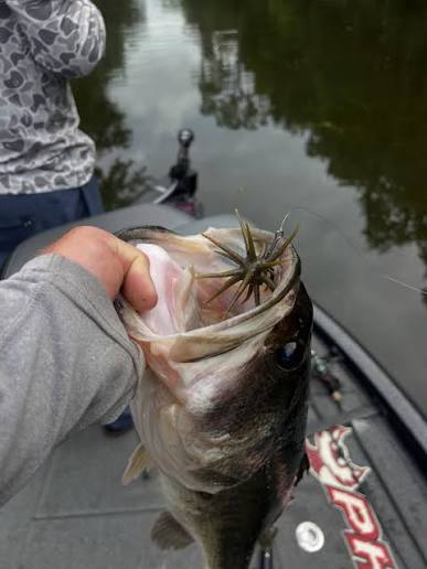 The all new Berkley Maxscent Moeba! This thing just flat out gets bit!