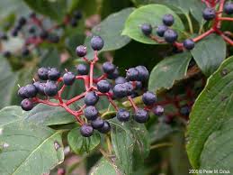 In this section you will find pictures of edible and poisonous berries. Cornus Alternifolia Pagoda Dogwood Blueberry Coloured Ripe Berries By Late Summer Berries Start Chartreuse Raspberry Pagoda Dogwood Dogwood Berries Dogwood