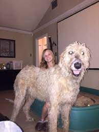 Litter Of 8 Irish Wolfhound Puppies For Sale In Lake Jackson Tx Adn 20793 On Puppyfinder Com Gender Female Irish Wolfhound Puppies Irish Wolfhound Irish Dog