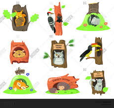 Dan heb je geluk, want hier zijn ze. Forest Animals Vector Photo Free Trial Bigstock