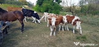 Masina sport ,doua usi ,gri metalizat.an de fabricatie 2001 inmatriculat in bistrita.euro 4.geamuri electrice. Vand Juninci Si Vaci Gestante Adroi Zoo