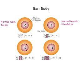 Sex Chromosomes And Abnormalities Sex Chromosomes At The