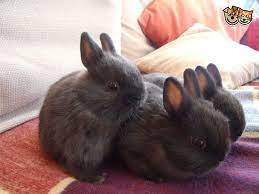 23 Best Dwarf Baby Ideas Dwarf Baby Dwarf Bunnies Cute Baby Bunnies