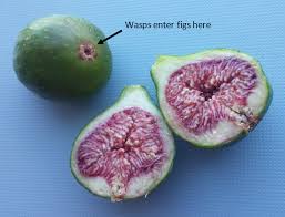Figs are very healthy fruits that contain beneficial minerals, fiber. Figuring Out Figs Science World