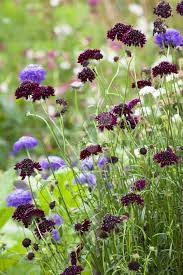 Scabiosa Atropurpurea Olympia Mix Wild Flower Meadow Plants Flower Seedlings