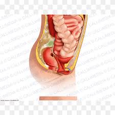 Learn about abdomen anatomy lower with free interactive flashcards. Abdominal Cavity Png Images Pngwing
