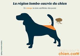 Maybe you would like to learn more about one of these? Puces Du Chien Causes Symptomes Et Produits Anti Puces