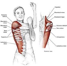 Easy Stretches Release Tension Neck Shoulders Shoulder Stretching Exercises Yoga Anatomy Shoulder Stretches