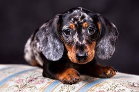 Dachshund Dog Breed Information