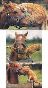 friends susse tiere tiere tier fotos